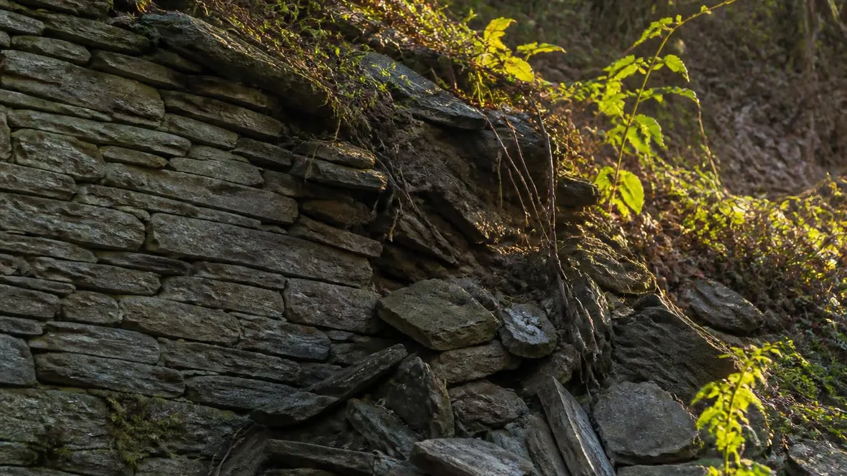 Mur de soutènement en pierre sèche adossé à un talus, assises de schiste posées à plat, partie haute éboulée et envahie de ronces
