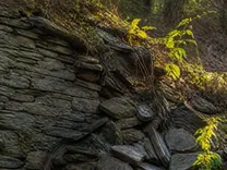 Mur de soutènement en pierre sèche adossé à un talus, assises de schiste posées à plat, partie haute éboulée et envahie de ronces