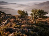 Crête schisteuse couverte de landes basses, quelques arbres isolés, vallée en contrebas